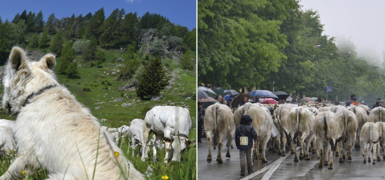 Giù dai monti: si chiude la stagione degli alpeggi