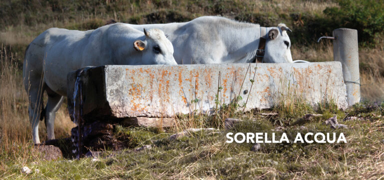 Sorella acqua